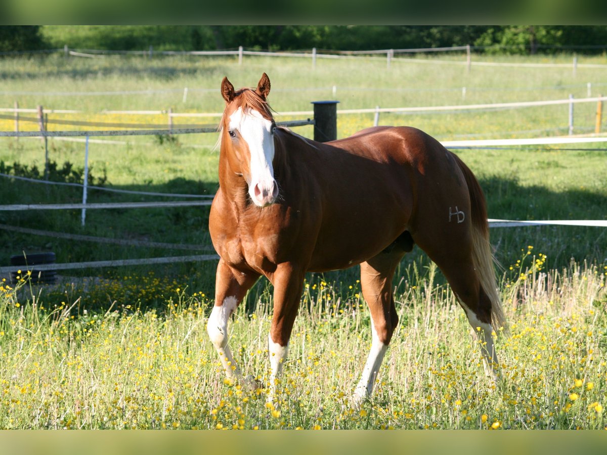 American Quarter Horse Wallach 15 Jahre 158 cm Fuchs in Balingen