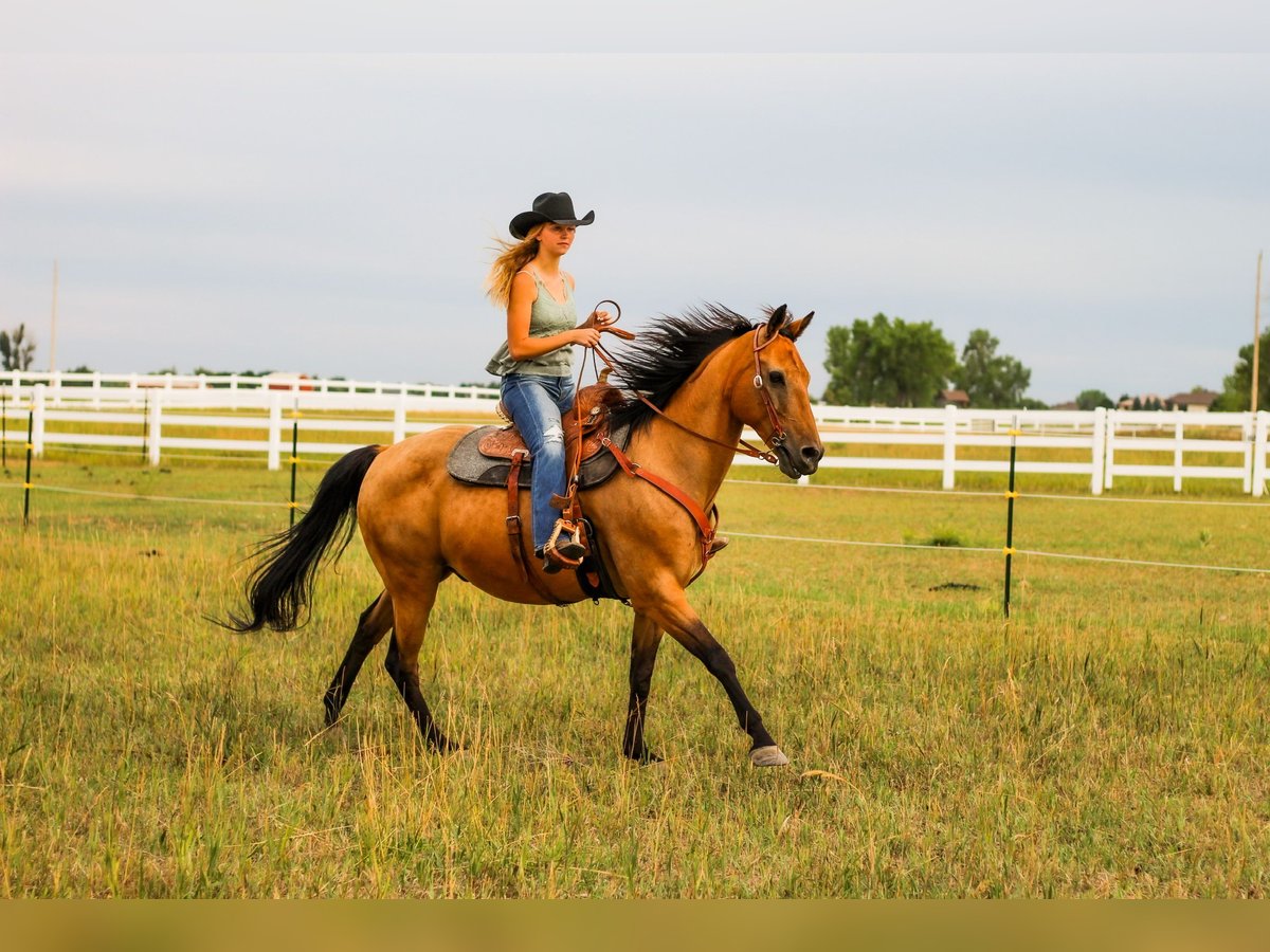 American Quarter Horse Mix Wallach 15 Jahre 163 cm Buckskin in Loveland