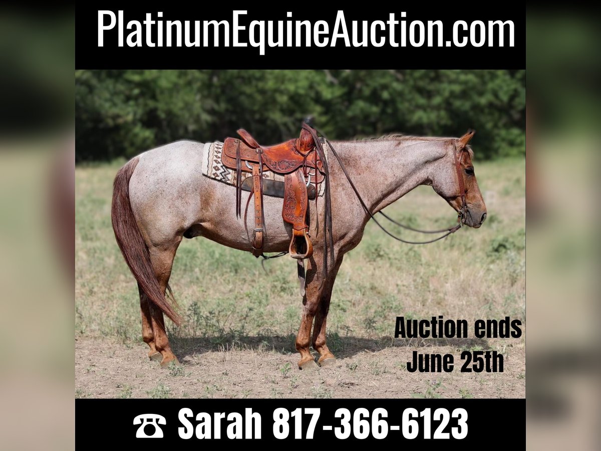 American Quarter Horse Wallach 15 Jahre Roan-Red in Weatherford TX