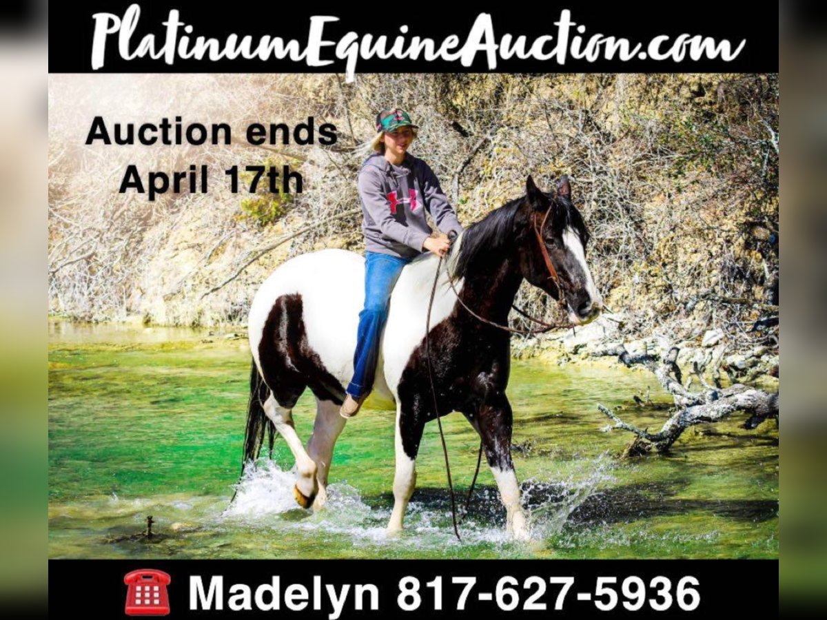 American Quarter Horse Wallach 15 Jahre Tobiano-alle-Farben in Bluff Dale, TX