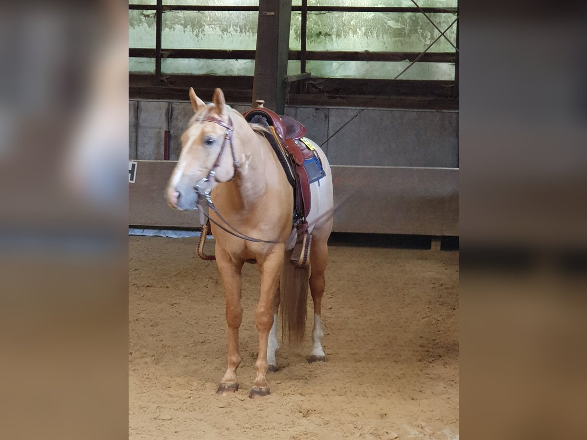 American Quarter Horse Wallach 15 Jahre in Wipperfürth