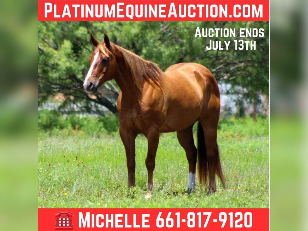 American Quarter Horse Wallach 16 Jahre 147 cm Rotfuchs in Stephenville TX