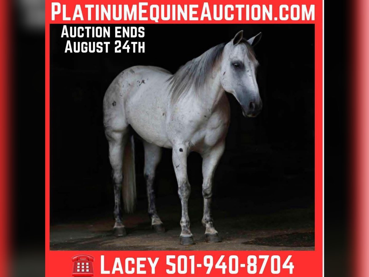 American Quarter Horse Wallach 16 Jahre 147 cm Schimmel in Quitman AR