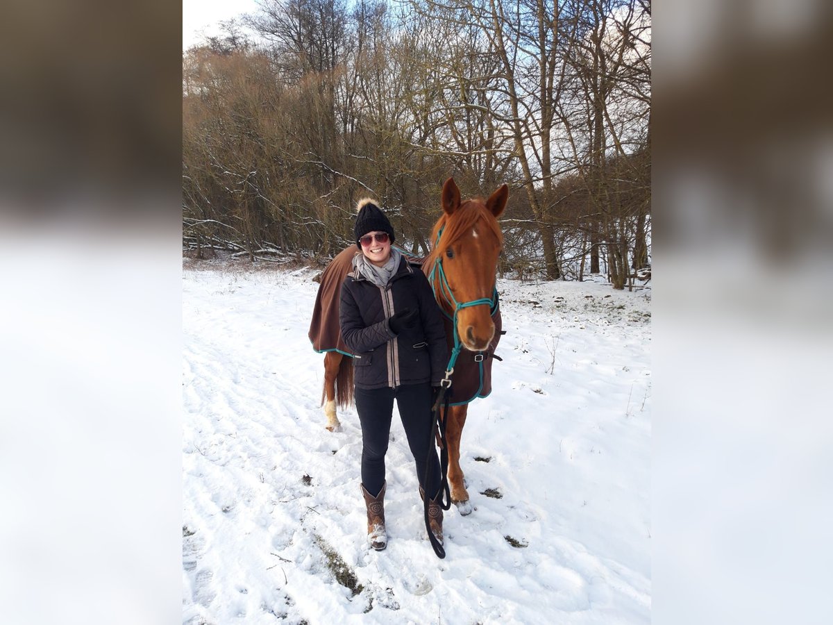 American Quarter Horse Wallach 16 Jahre 158 cm Fuchs in Donauw&#xF6;rth