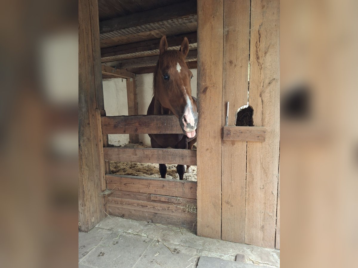 American Quarter Horse Wallach 17 Jahre 154 cm Fuchs in Schwabach