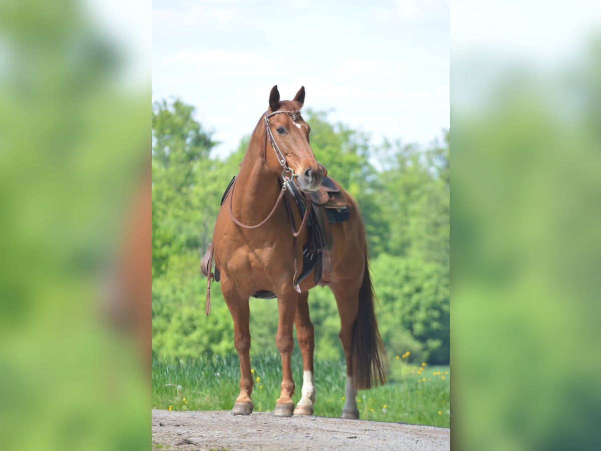 American Quarter Horse Wallach 18 Jahre 152 cm Fuchs in Eichenbühl