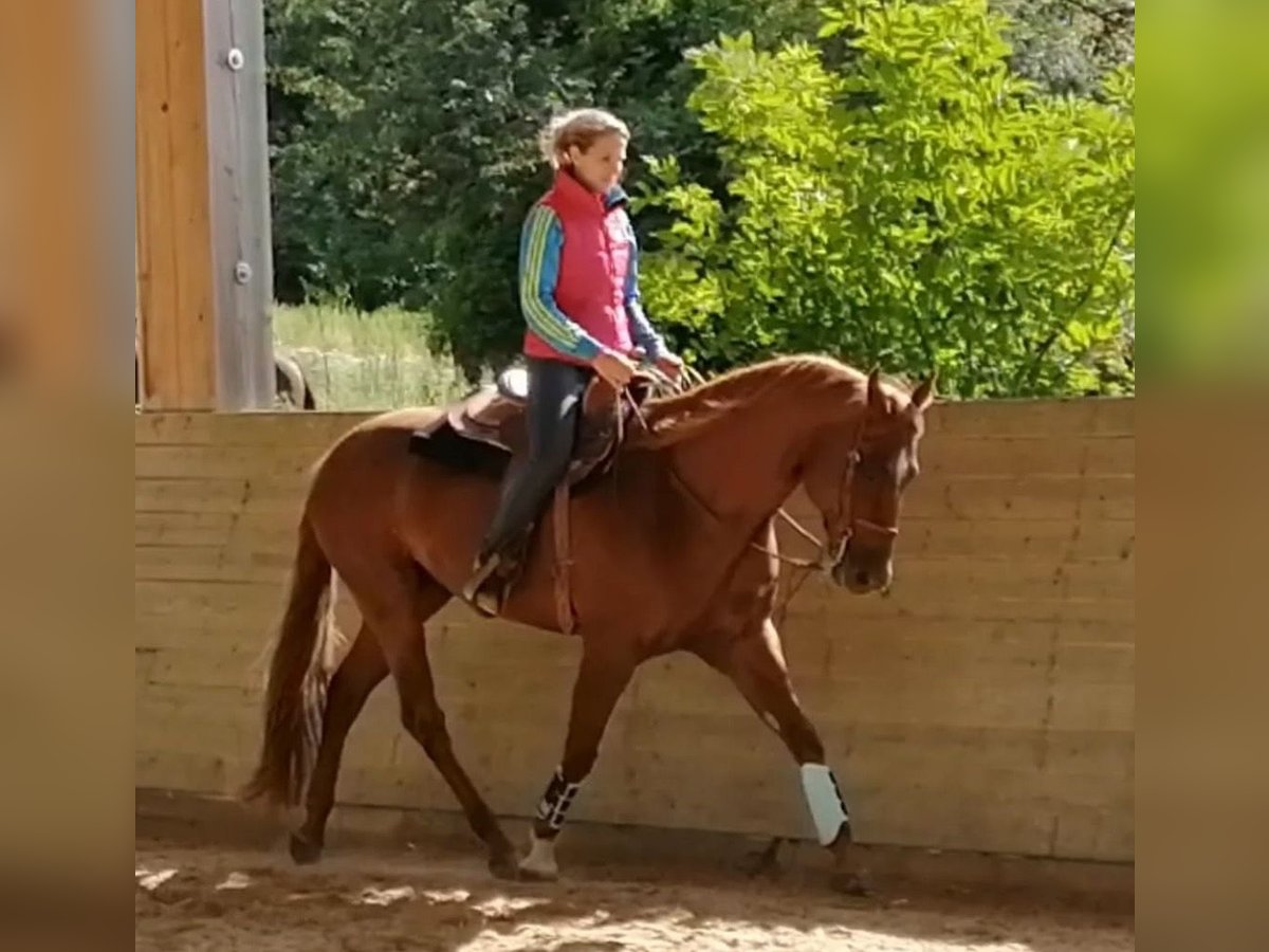 American Quarter Horse Wallach 18 Jahre 160 cm Fuchs in Grassau