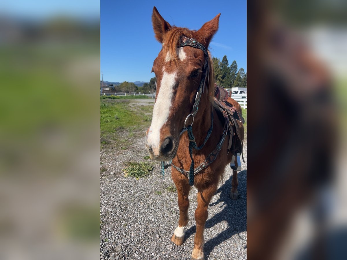 American Quarter Horse Wallach 18 Jahre Rotfuchs in San Martin