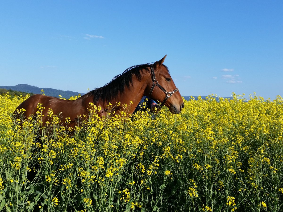 American Quarter Horse Wallach 19 Jahre 156 cm Brauner in Gaggenau