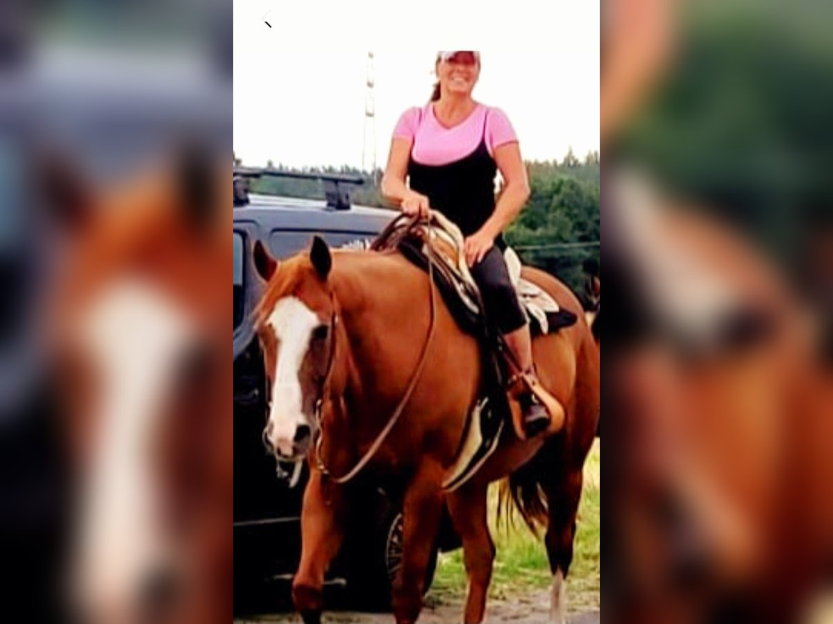 American Quarter Horse Wallach 19 Jahre 160 cm Fuchs in Dietzenbach American Quarter Horse Wallach 19 Jahre 160 cm Fuchs in Dietzenbach