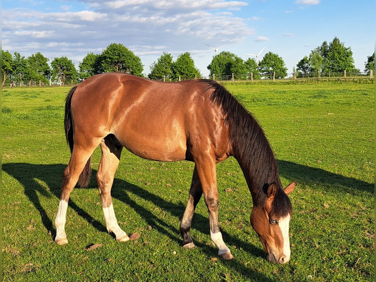 American Quarter Horse Wallach 1 Jahr 152 cm Brauner in Weste