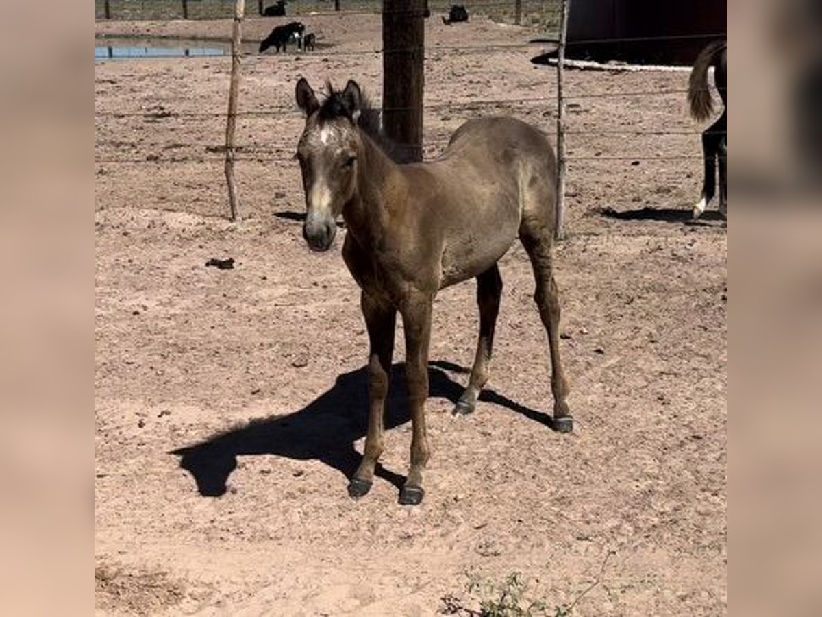 American Quarter Horse Wallach 1 Jahr 152 cm Buckskin in Chambers