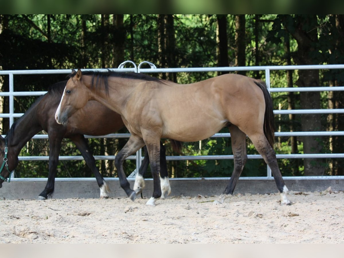American Quarter Horse Wallach 1 Jahr 153 cm in Oberstaufenbach