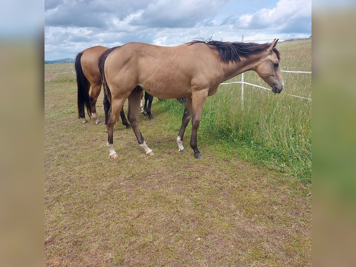 American Quarter Horse Wallach 1 Jahr 154 cm Buckskin in Tann