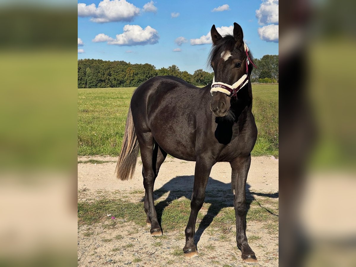 American Quarter Horse Mix Wallach 1 Jahr 155 cm Grullo in Sch&#xF6;nefeld