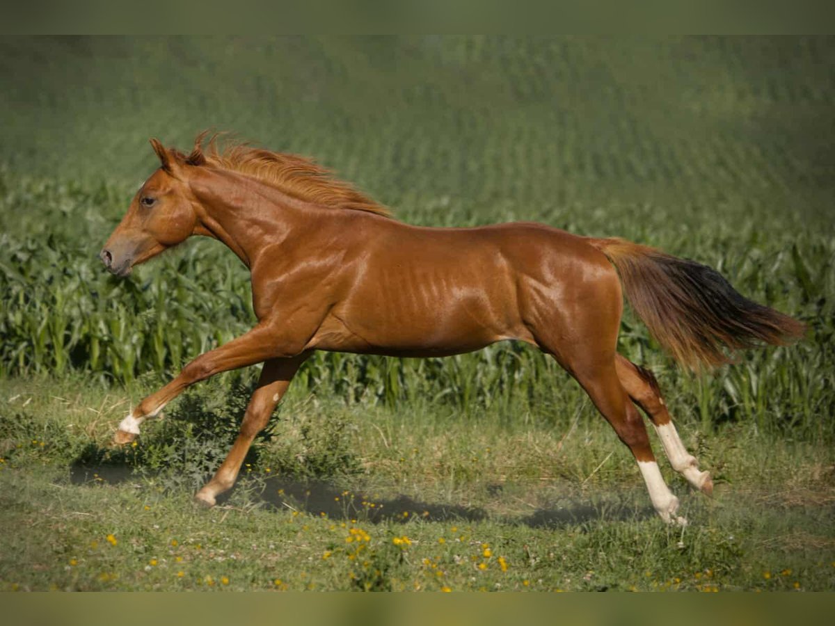 American Quarter Horse Wallach 1 Jahr Fuchs in Igling