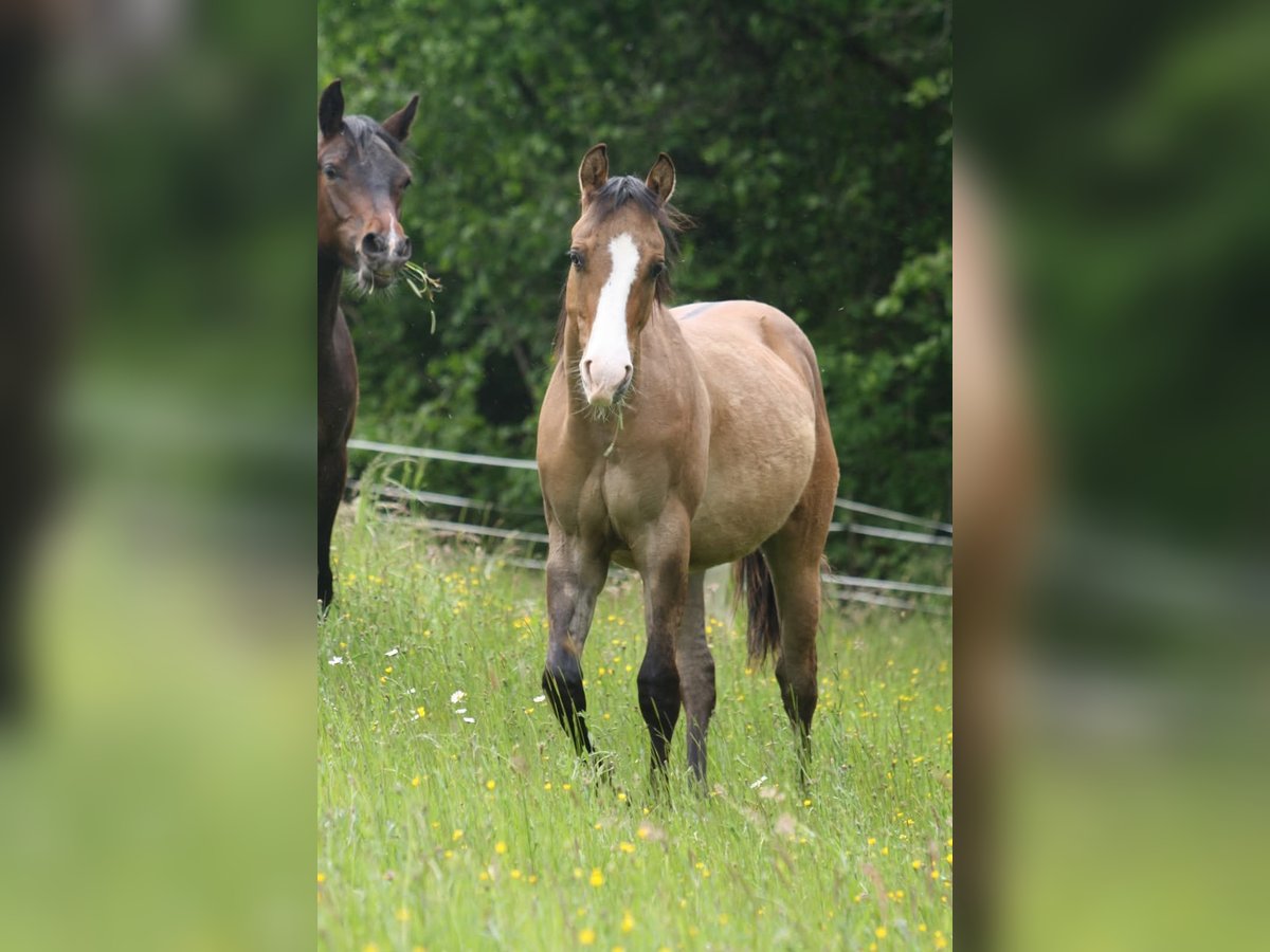 American Quarter Horse Wallach 1 Jahr in Oberstaufenbach