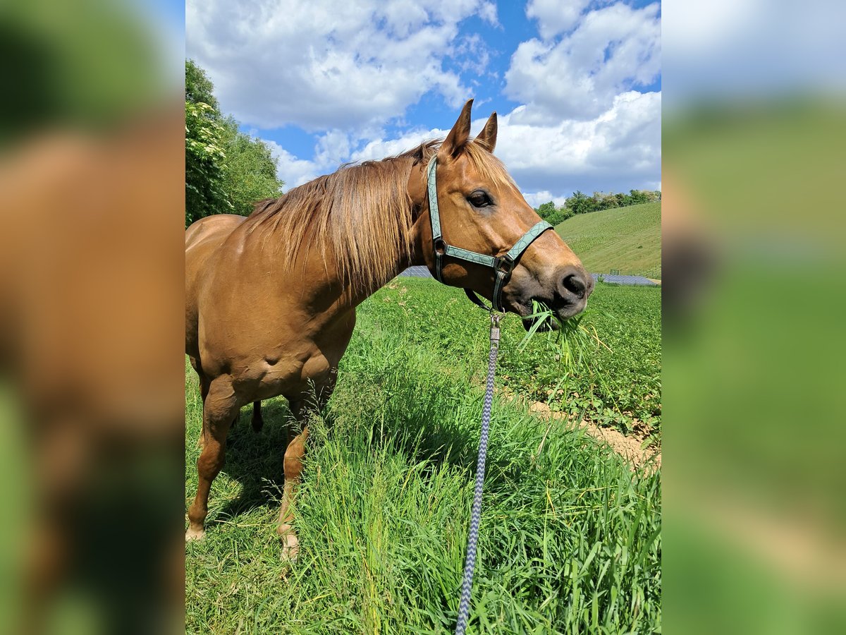 American Quarter Horse Wallach 20 Jahre 153 cm Fuchs in Neckarwestheim