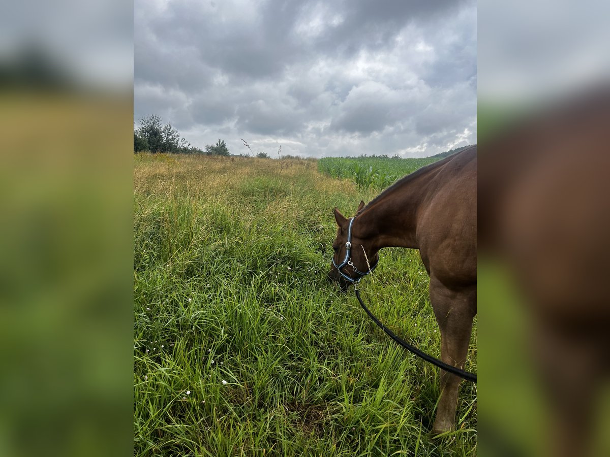 American Quarter Horse Wallach 21 Jahre 152 cm Fuchs in Beilstein