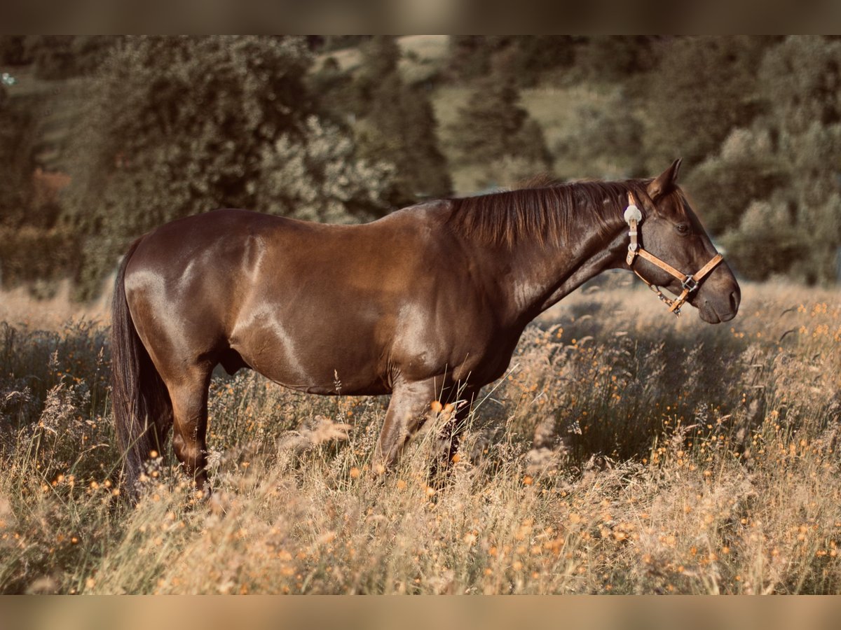 American Quarter Horse Mix Wallach 21 Jahre 153 cm in H&#xF6;ringen
