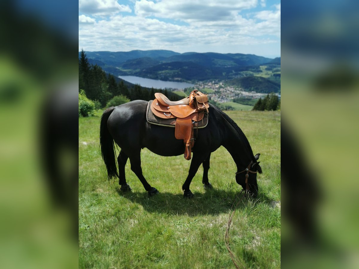 American Quarter Horse Wallach 21 Jahre 155 cm Rappe in Lenzkirch