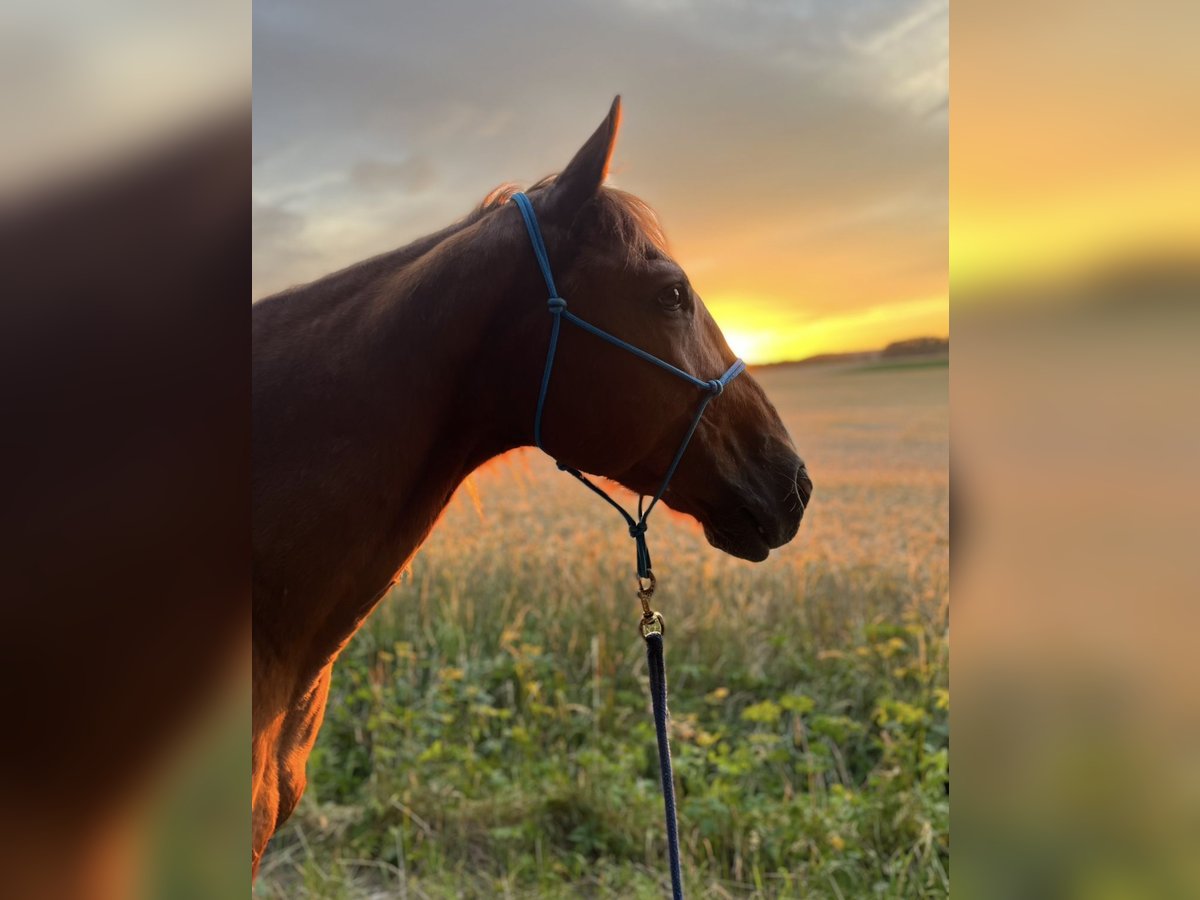 American Quarter Horse Wallach 22 Jahre 158 cm Fuchs in Hemhofen