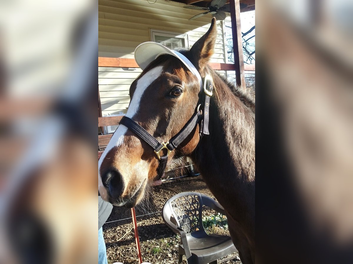 American Quarter Horse Mix Wallach 2 Jahre 142 cm Rotbrauner in Elm Springs