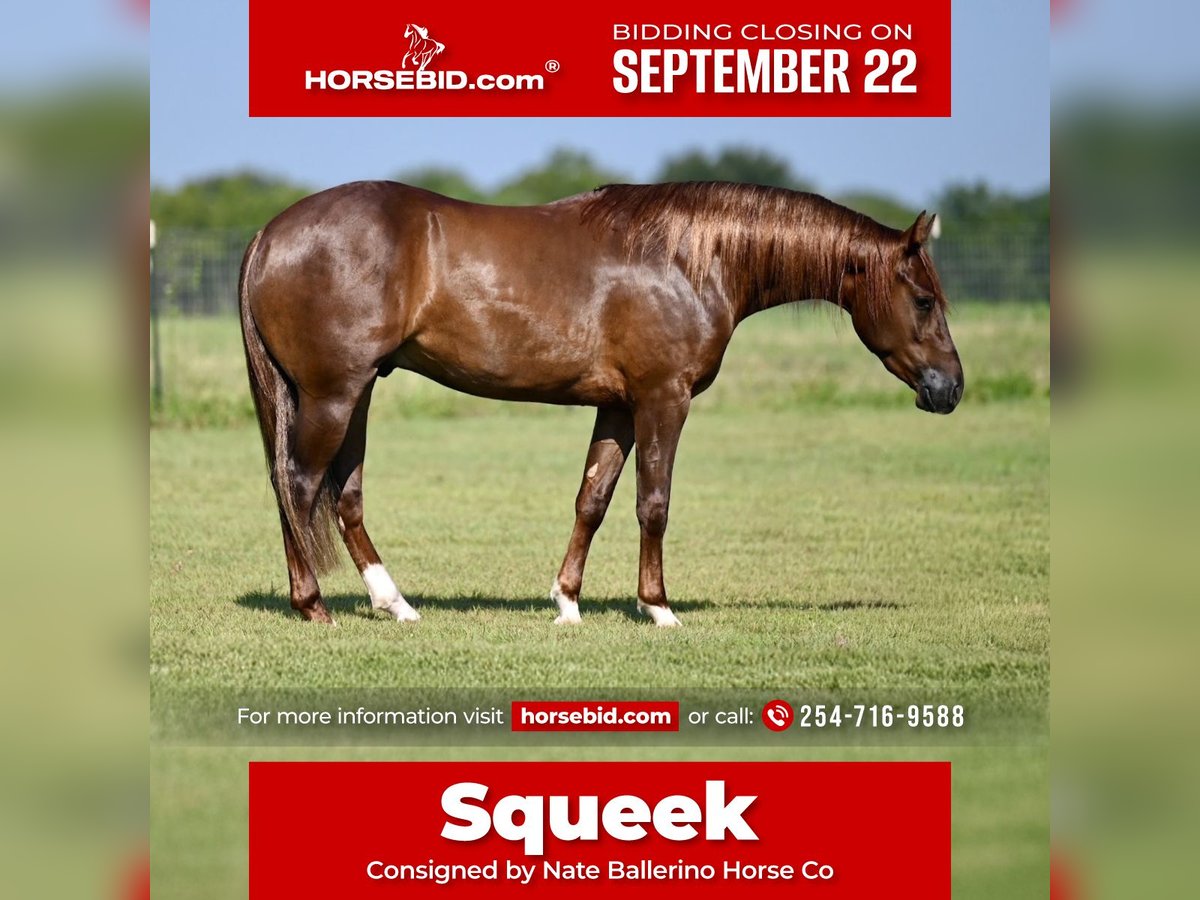 American Quarter Horse Wallach 2 Jahre 142 cm Rotfuchs in Waco
