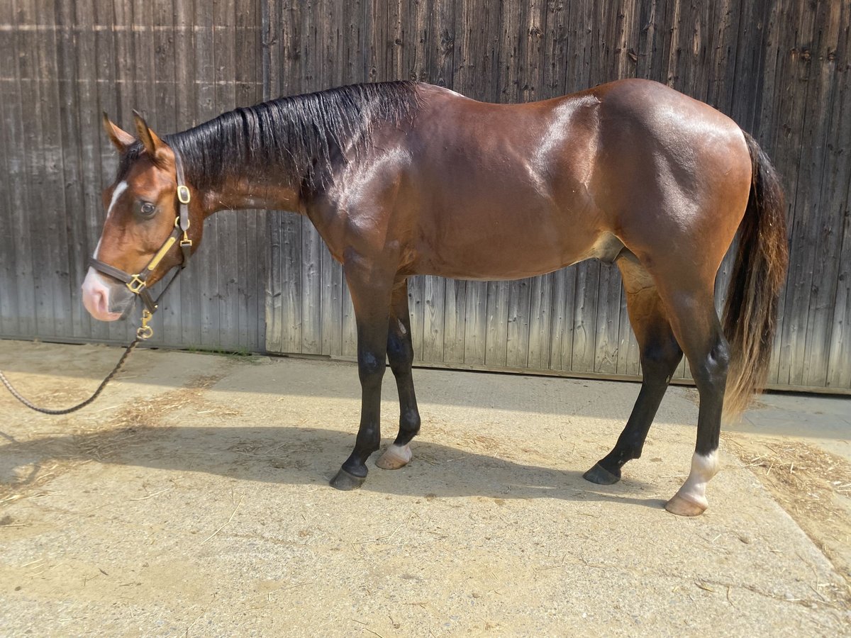 American Quarter Horse Wallach 2 Jahre 145 cm Brauner in Buchenberg