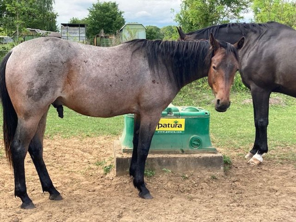 American Quarter Horse Wallach 2 Jahre 147 cm Roan-Bay in Hohen Neuendorf