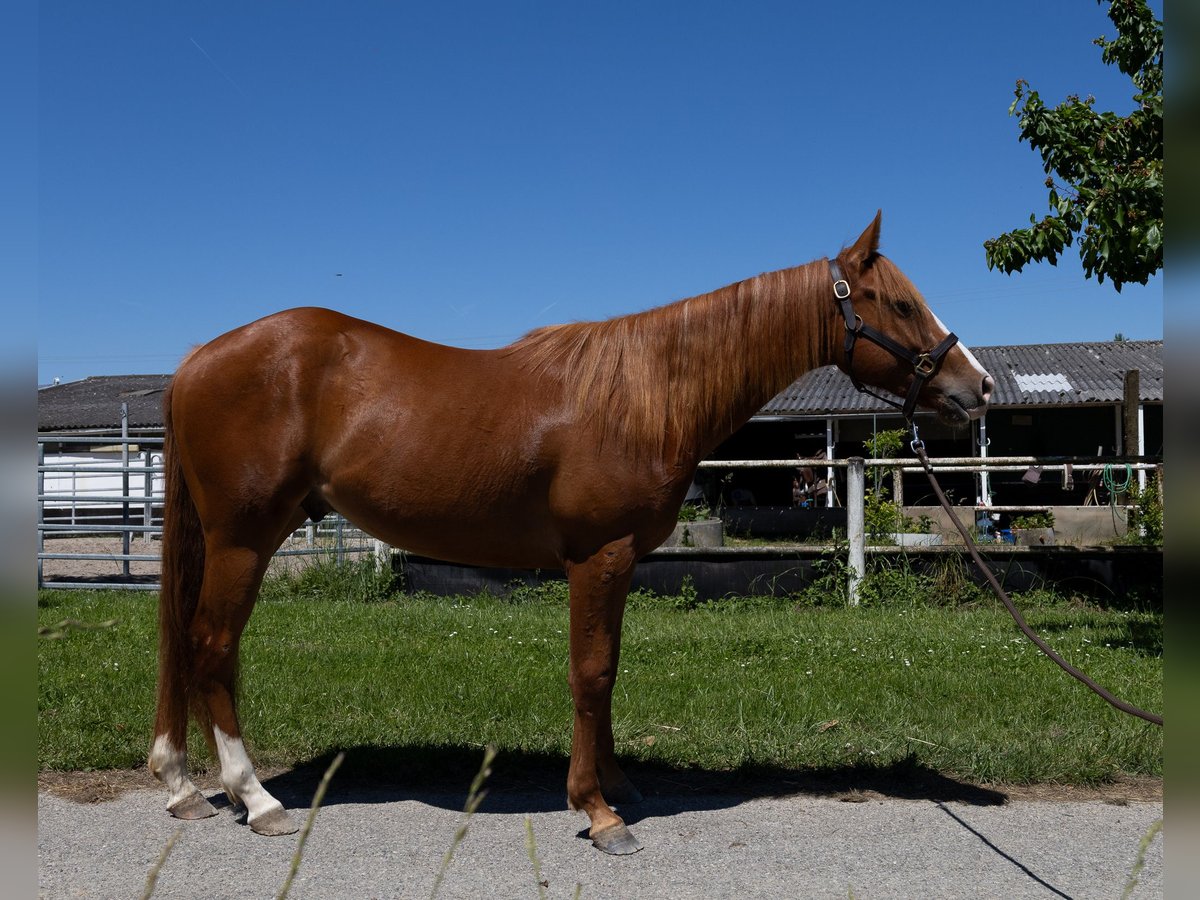 American Quarter Horse Wallach 2 Jahre 147 cm in Kappelen