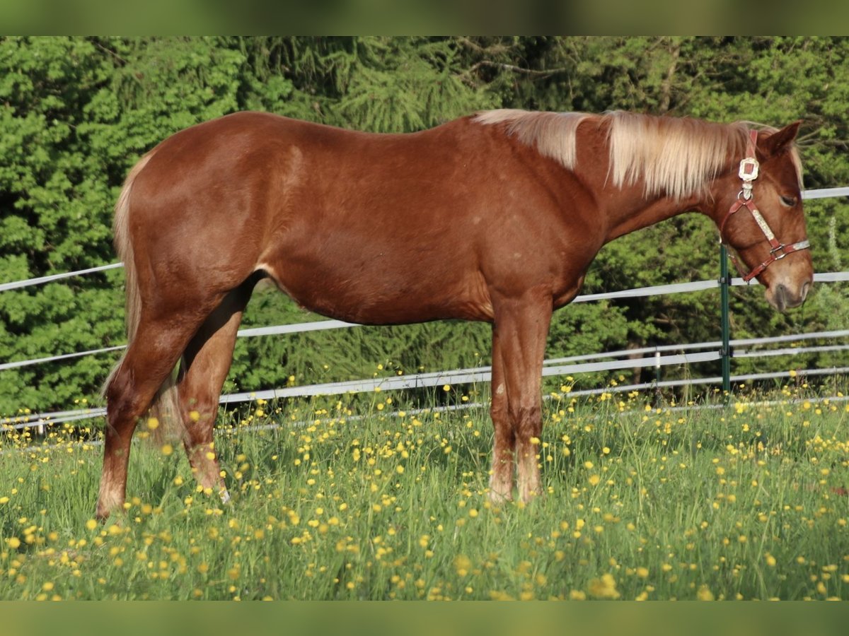 American Quarter Horse Wallach 2 Jahre 149 cm Rotfuchs in Schwarzach