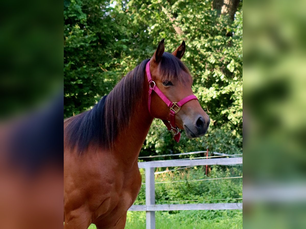 American Quarter Horse Wallach 2 Jahre 150 cm Brauner in Zossen