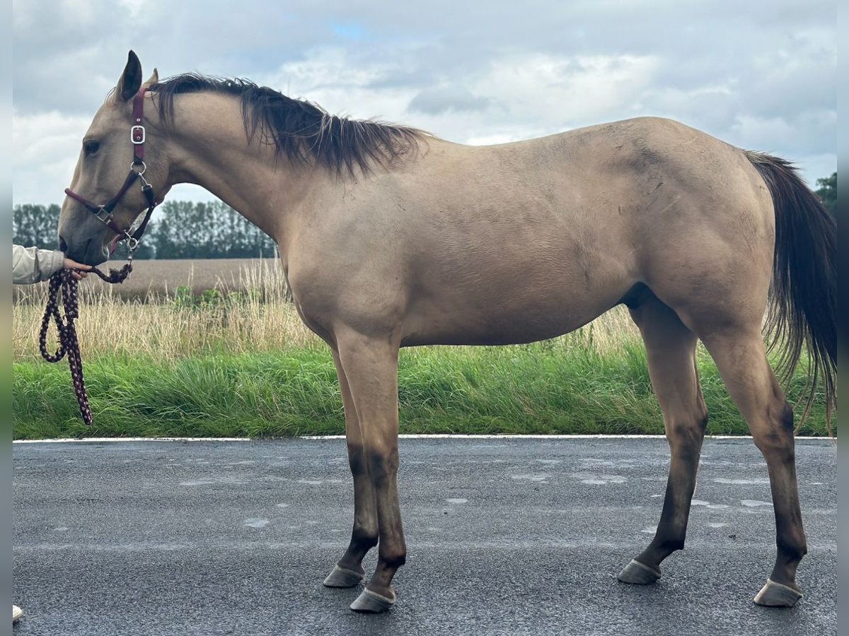 American Quarter Horse Wallach 2 Jahre 150 cm Buckskin in Pessin