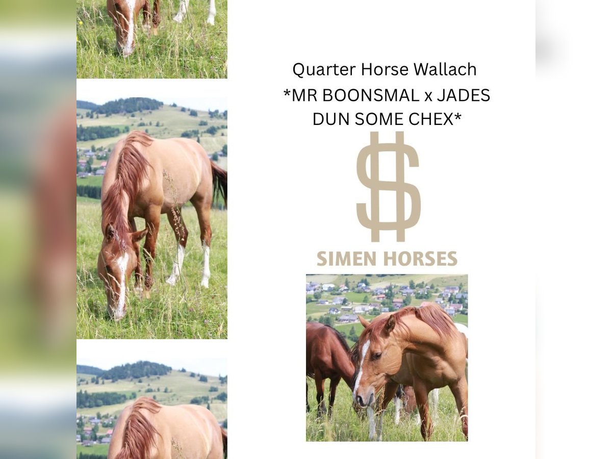 American Quarter Horse Wallach 2 Jahre 150 cm Red Dun in Steinen