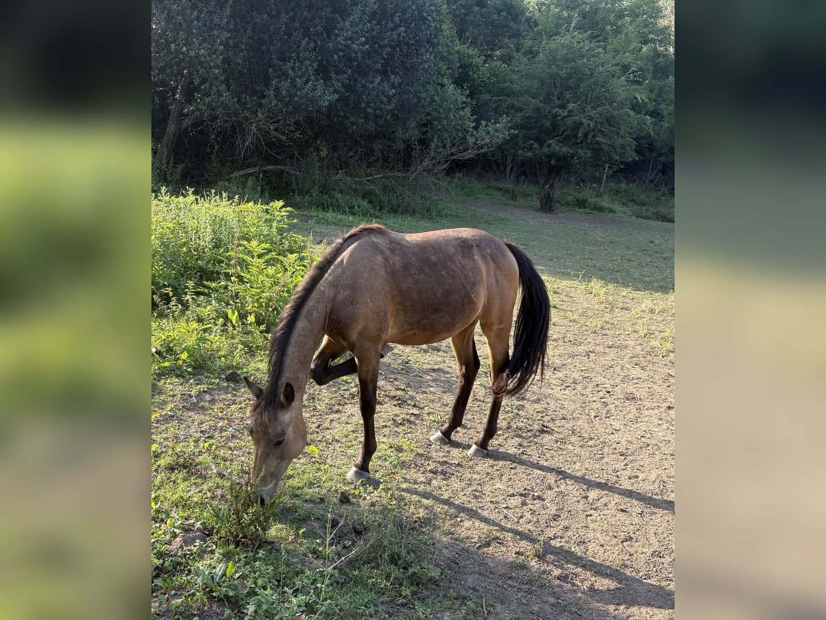 American Quarter Horse Wallach 2 Jahre 150 cm Rotbrauner in Vizcaya