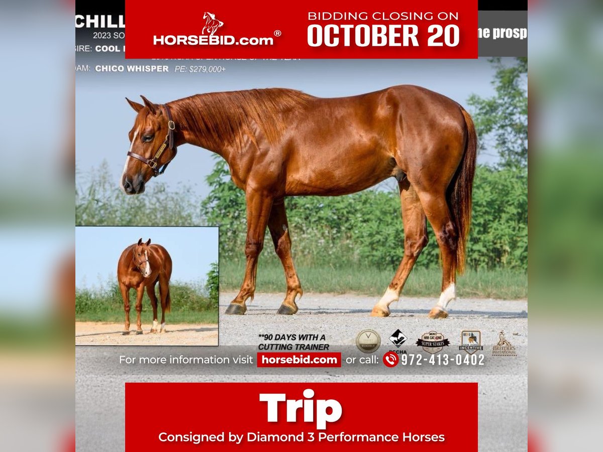 American Quarter Horse Wallach 2 Jahre 150 cm Rotfuchs in Ravenna