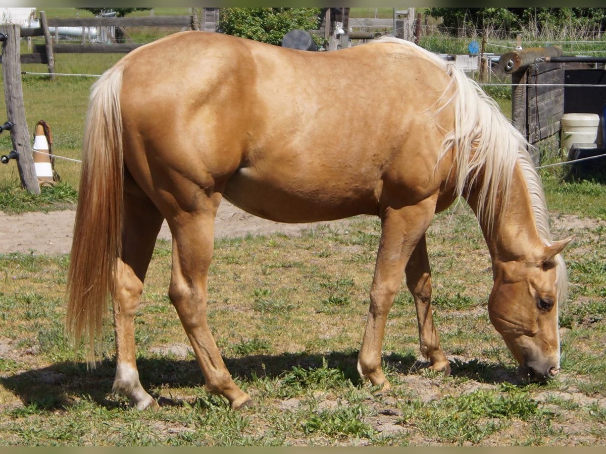 American Quarter Horse Wallach 2 Jahre 151 cm Palomino in Treuenbrietzen