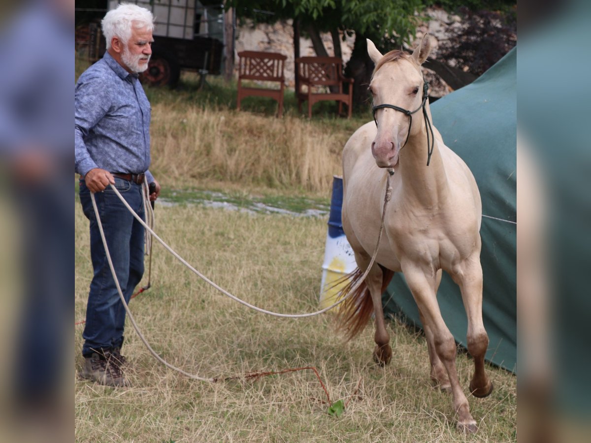American Quarter Horse Wallach 2 Jahre 152 cm Champagne in M&#xFC;glitztal