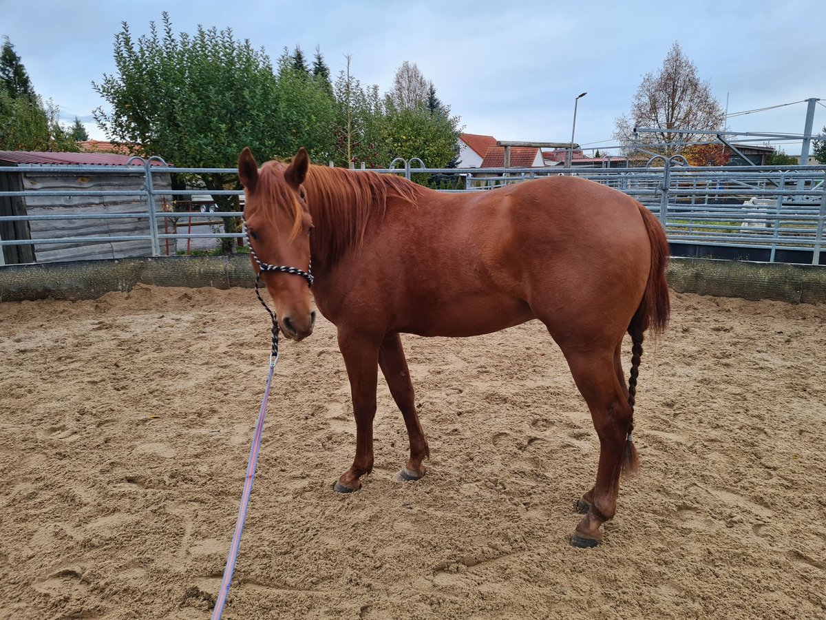 American Quarter Horse Wallach 2 Jahre 152 cm Fuchs in Harth-P&#xF6;llnitz