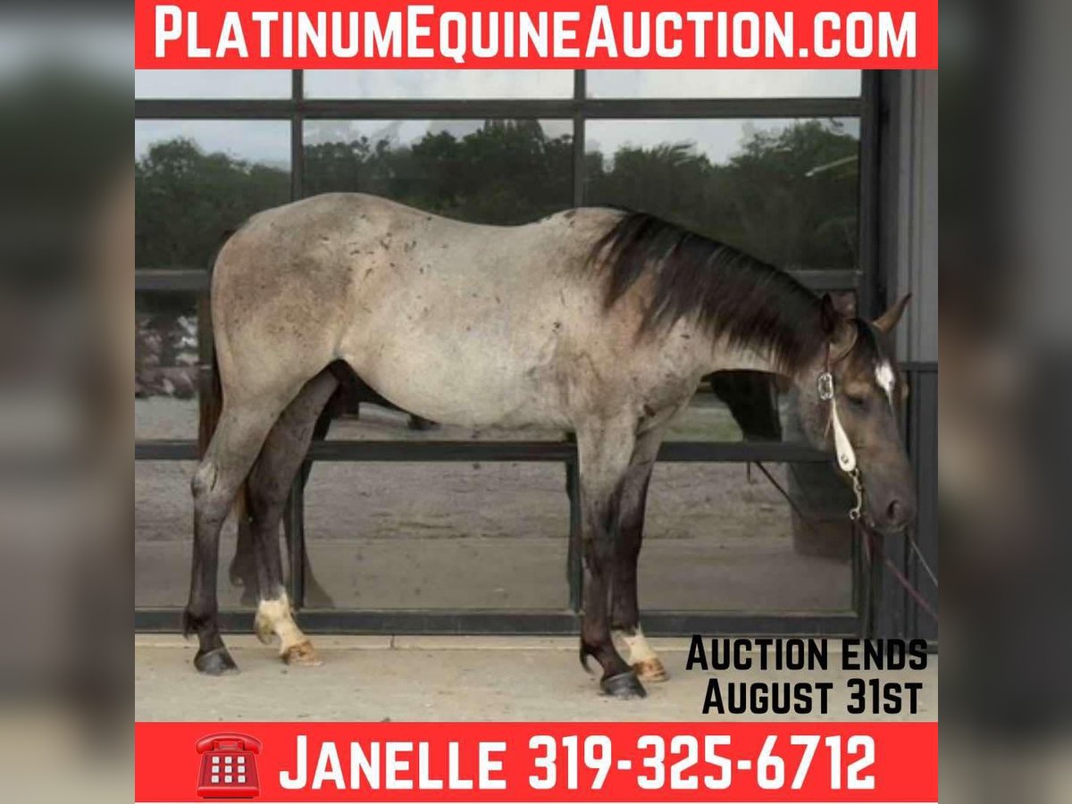 American Quarter Horse Wallach 2 Jahre 152 cm Roan-Blue in Selma IA