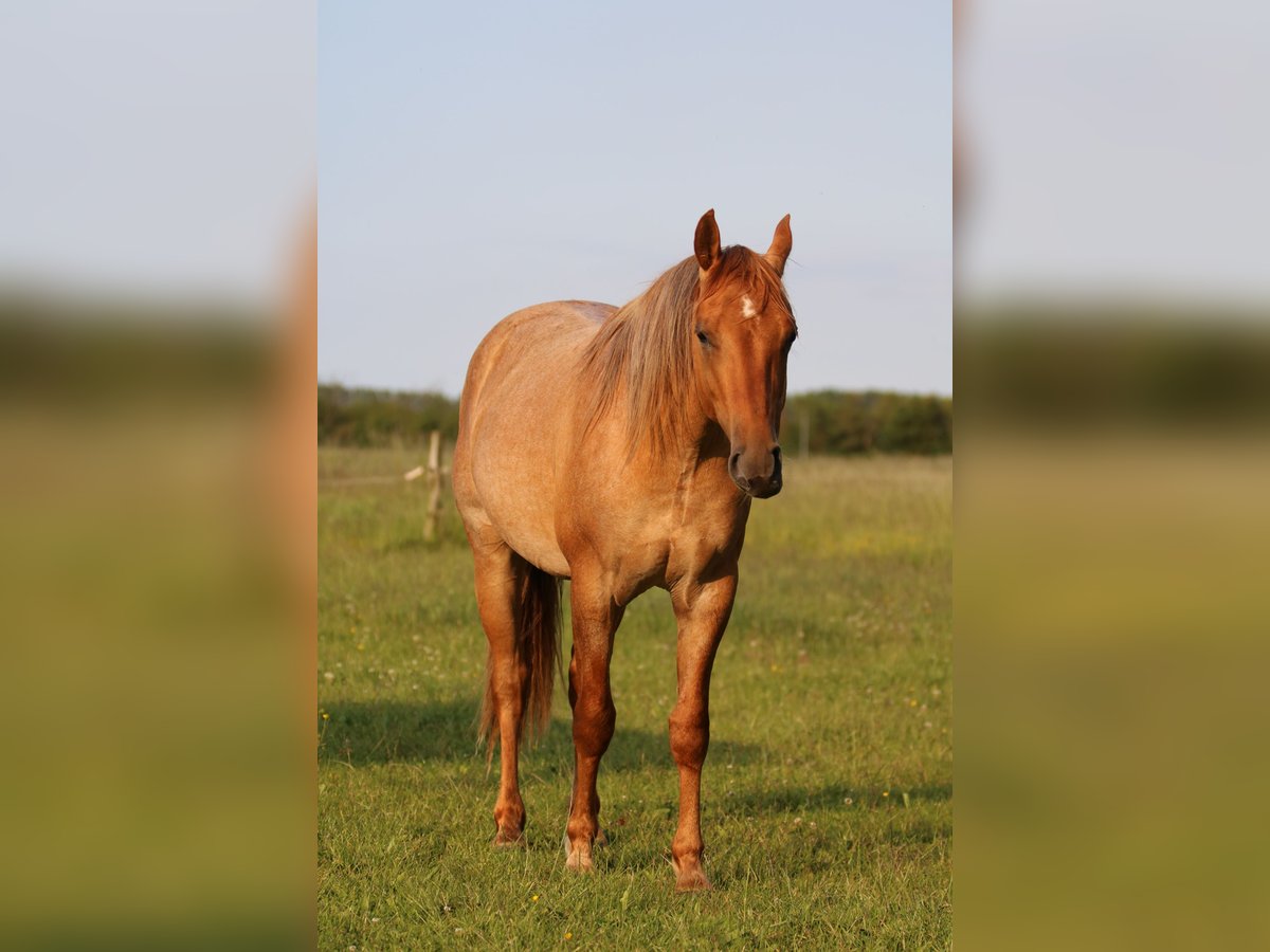 American Quarter Horse Wallach 2 Jahre 152 cm Roan-Red in Elmenhorst-Lichtenhagen