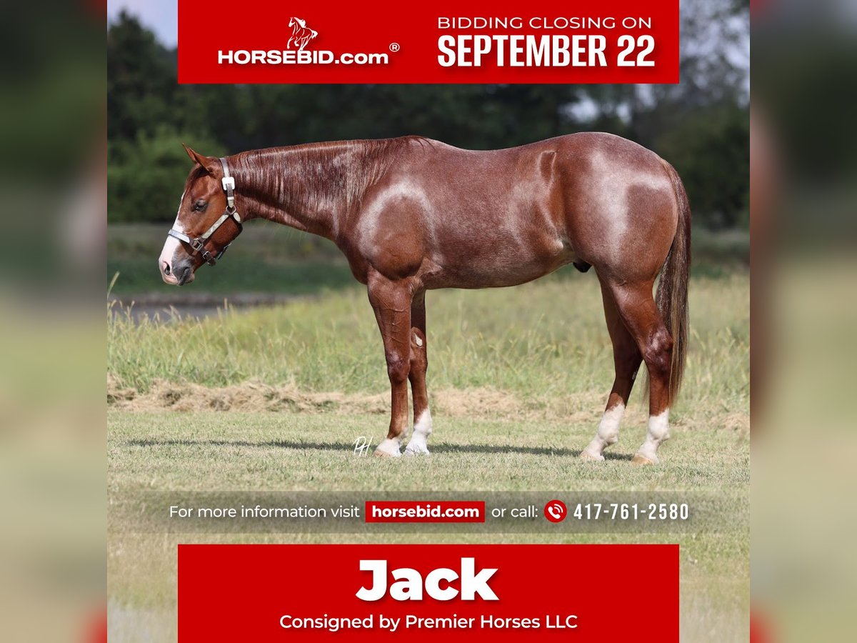 American Quarter Horse Wallach 2 Jahre 152 cm Roan-Red in Buffalo, MO