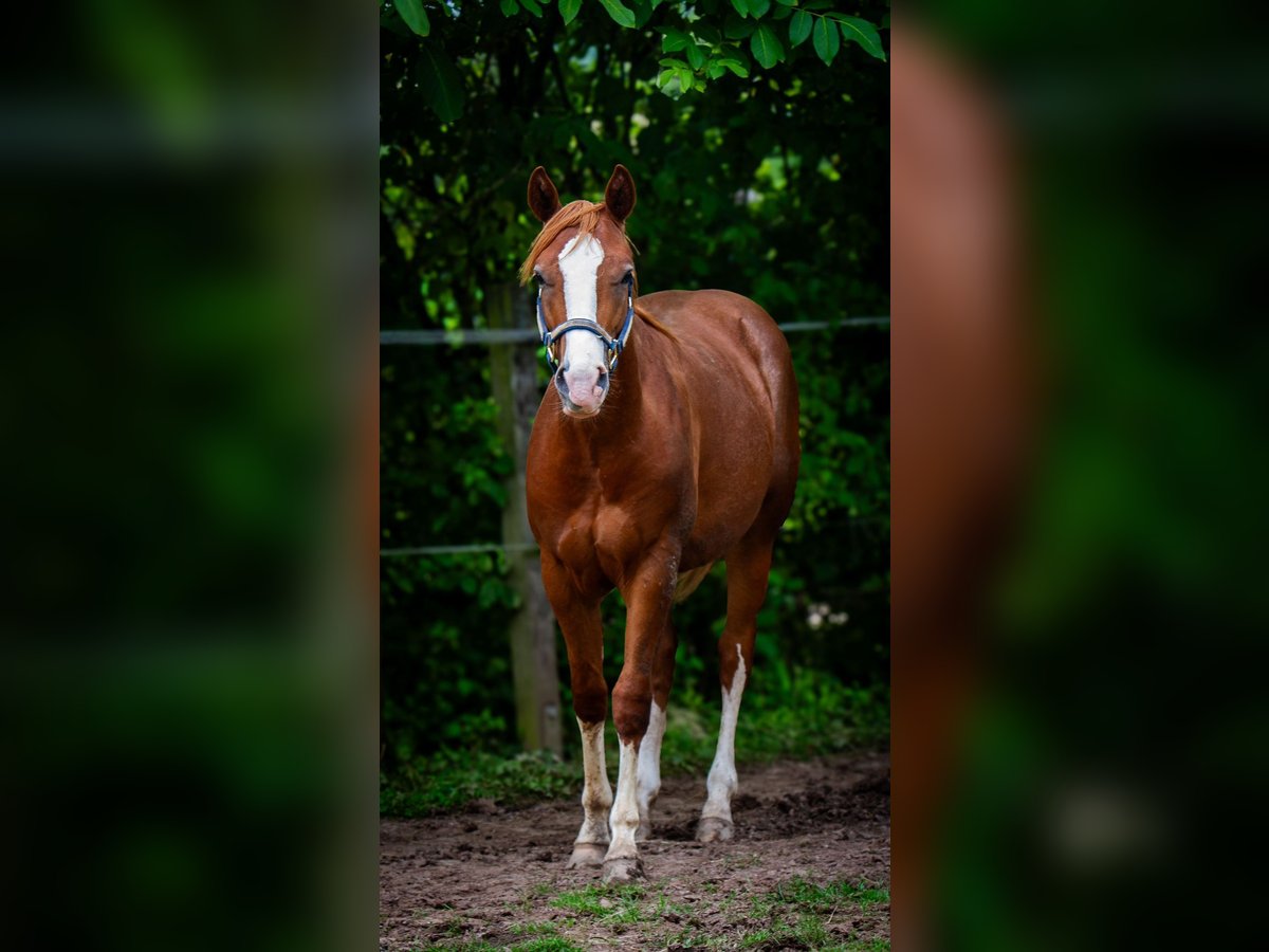 American Quarter Horse Wallach 2 Jahre 153 cm Fuchs in Duingen