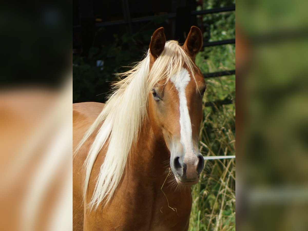 American Quarter Horse Wallach 2 Jahre 153 cm Fuchs in Linsburg