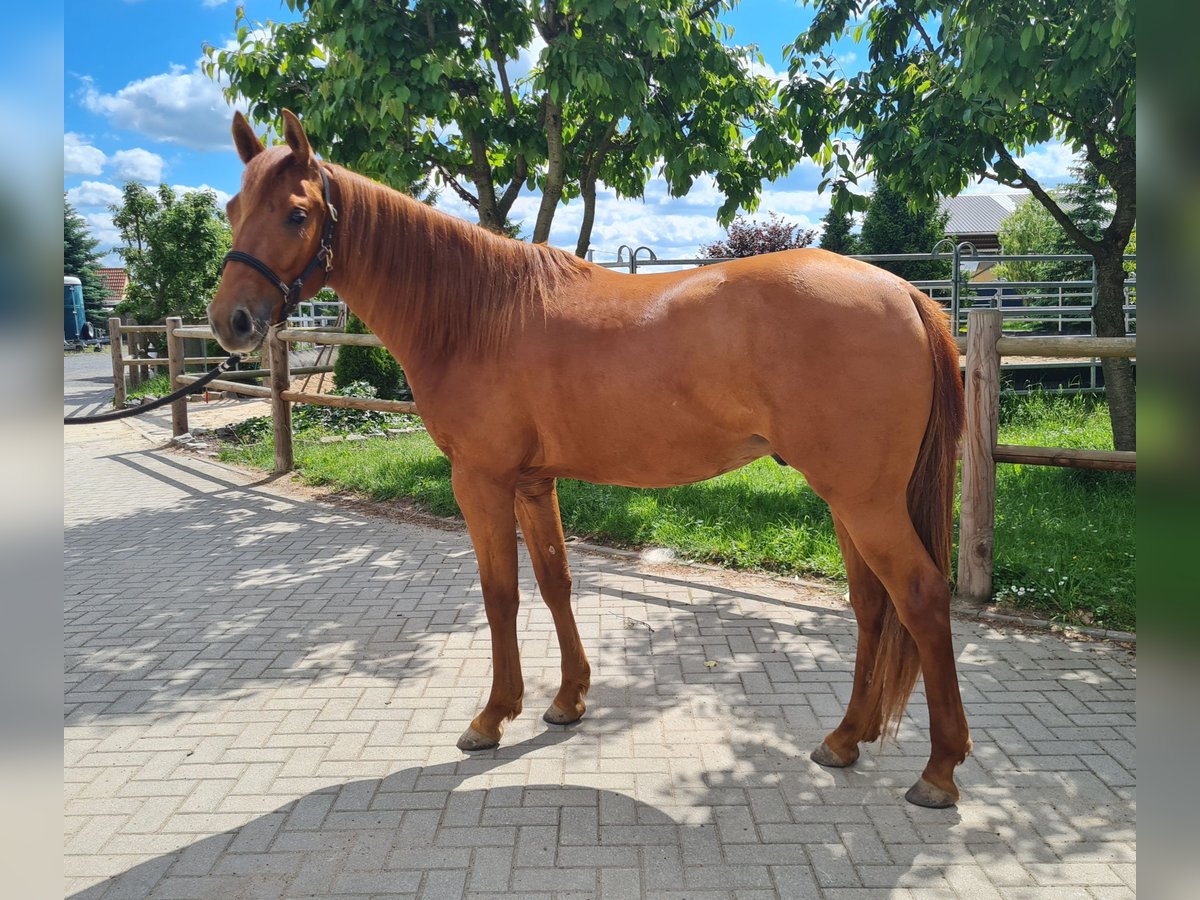 American Quarter Horse Wallach 2 Jahre 154 cm Fuchs in Harth-P&#xF6;llnitz
