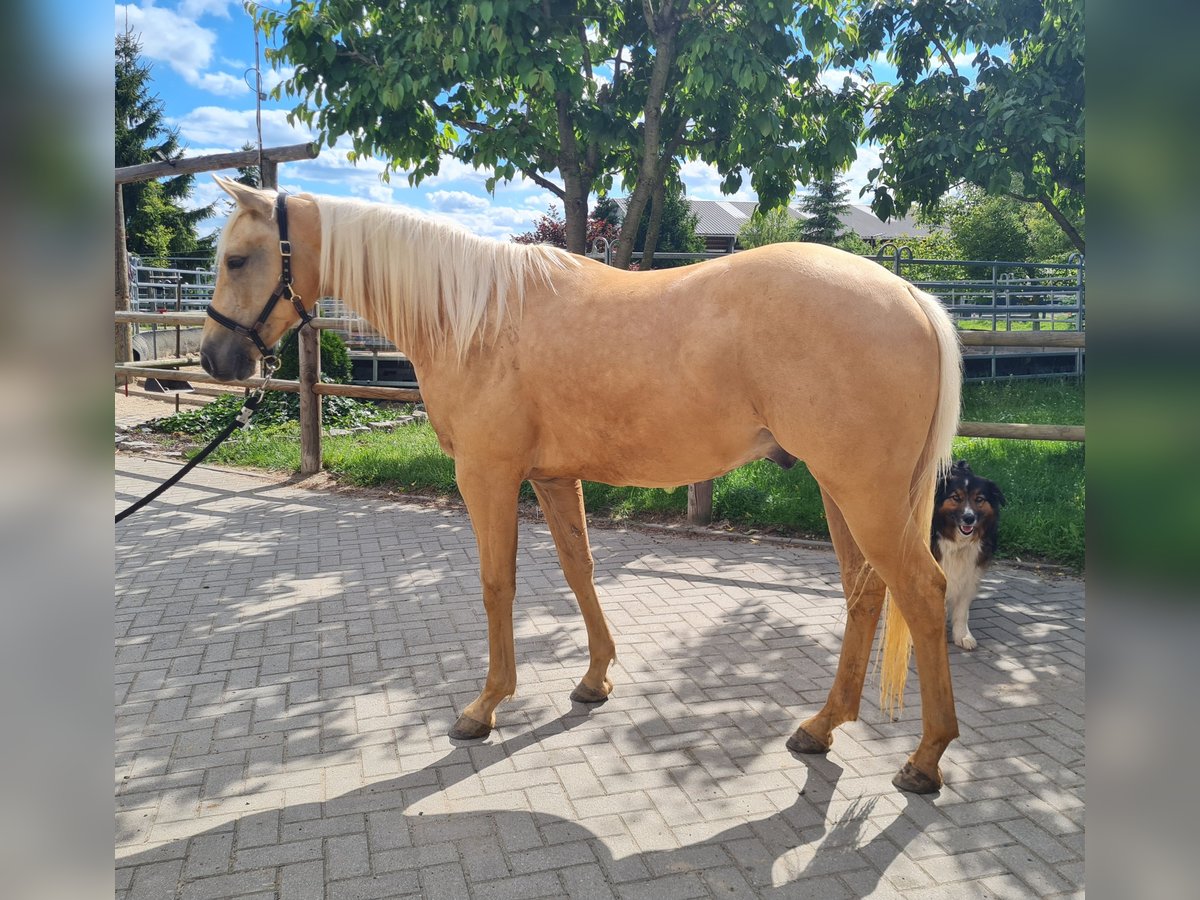 American Quarter Horse Wallach 2 Jahre 154 cm Palomino in Harth-P&#xF6;llnitz