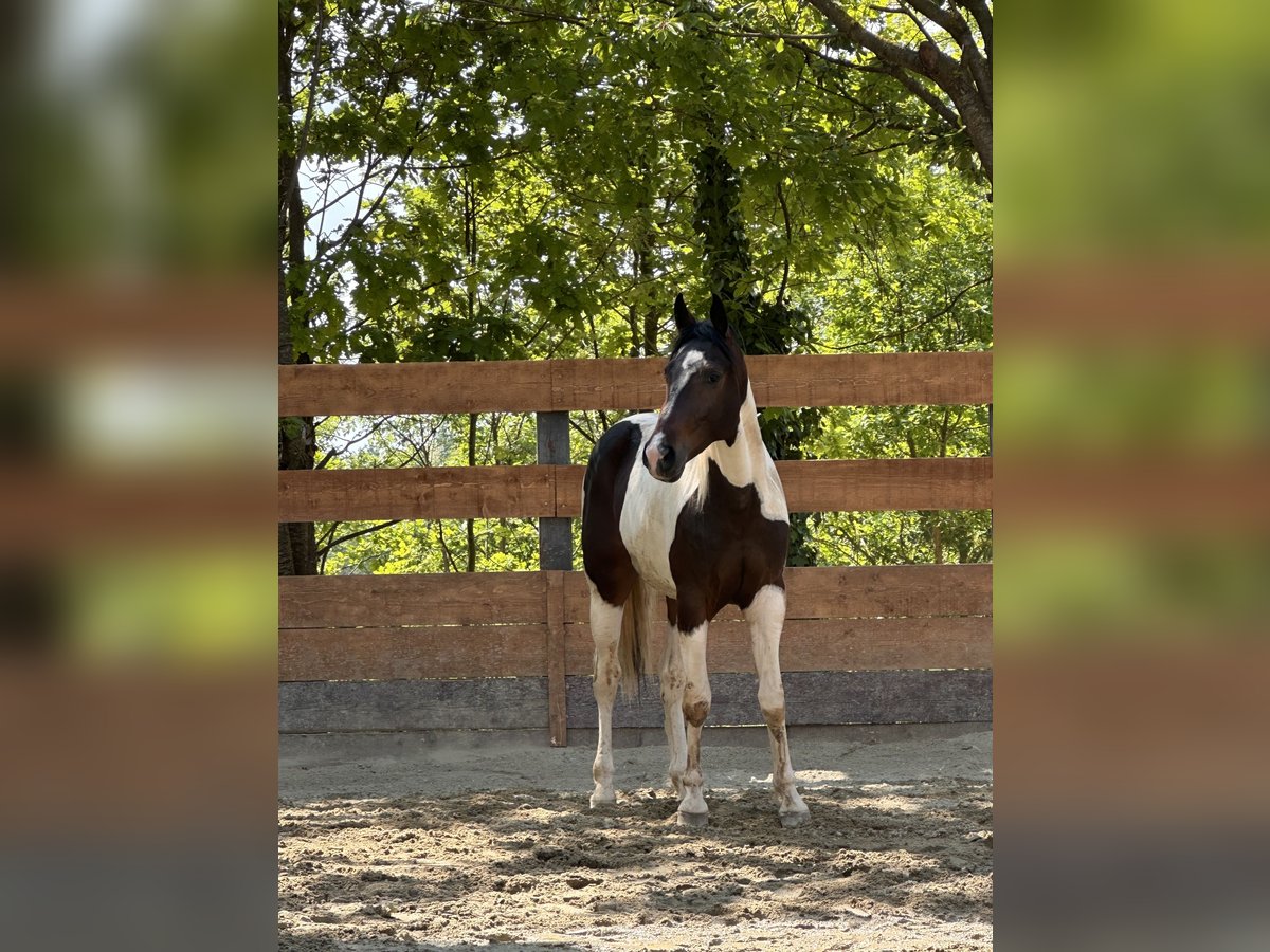 American Quarter Horse Wallach 2 Jahre 154 cm Schecke in Cortazzone