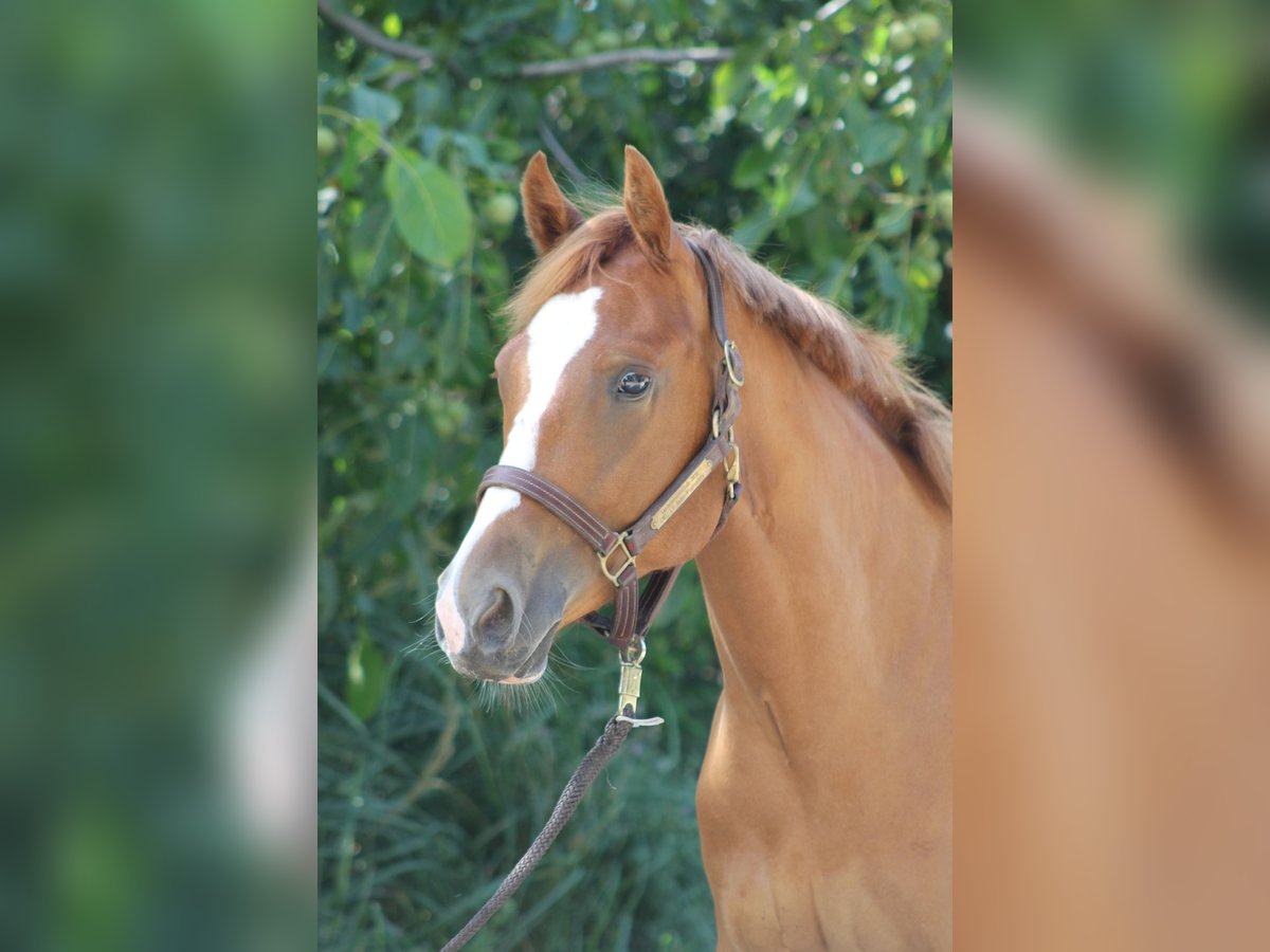 American Quarter Horse Wallach 2 Jahre 156 cm Fuchs in Freiburg im Breisgau