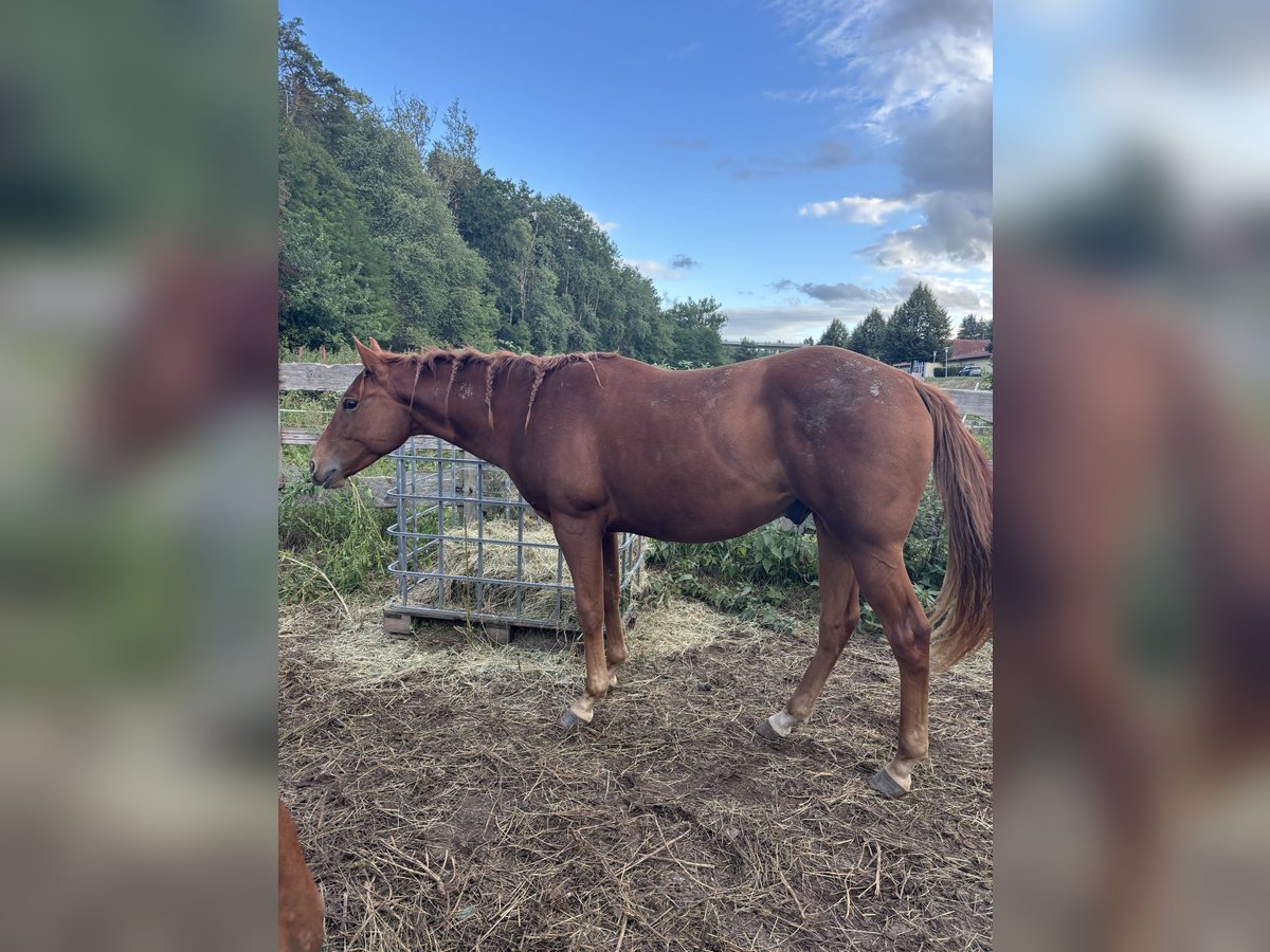 American Quarter Horse Wallach 2 Jahre Fuchs in Rosa